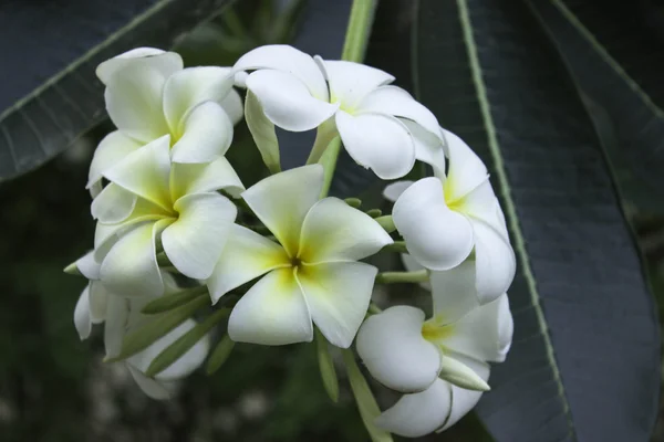 Champa flower — Stock Photo, Image