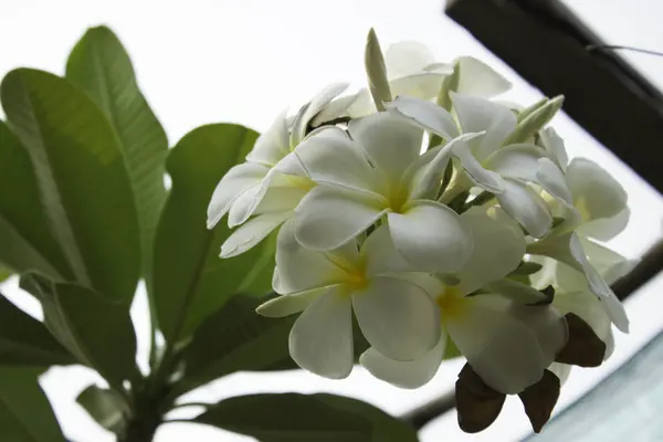 Flor de champán — Foto de Stock