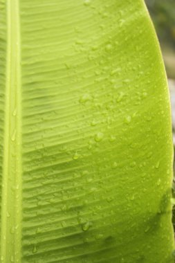 Yaprak yeşil kavram beyaz arka plan.