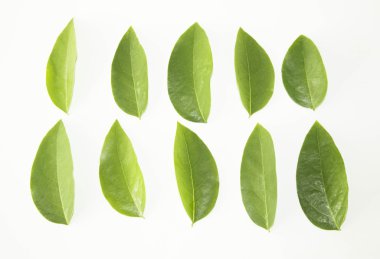 Yaprak yeşil kavram beyaz arka plan.