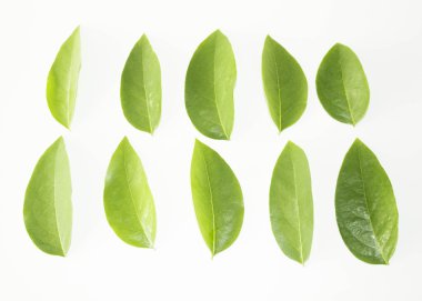 Yaprak yeşil kavram beyaz arka plan.