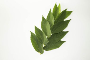 Yaprak yeşil kavram beyaz arka plan.