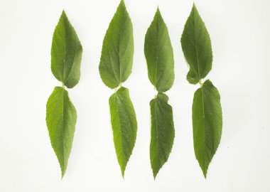 Yaprak yeşil kavram beyaz arka plan.