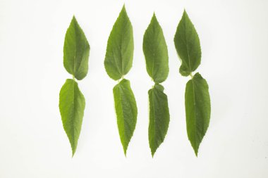 Yaprak yeşil kavram beyaz arka plan.