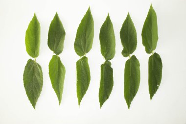 Yaprak yeşil kavram beyaz arka plan.