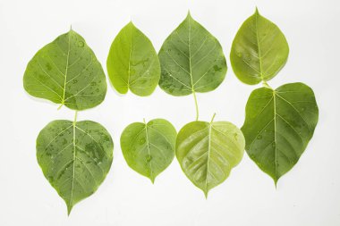 Yaprak yeşil kavram beyaz arka plan.