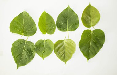 Yaprak yeşil kavram beyaz arka plan.