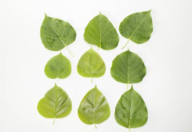 Yaprak yeşil kavram beyaz arka plan.