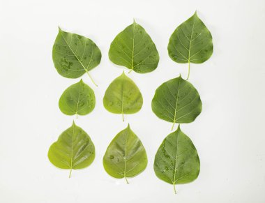 Yaprak yeşil kavram beyaz arka plan.