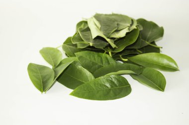 Yaprak yeşil kavram beyaz arka plan.