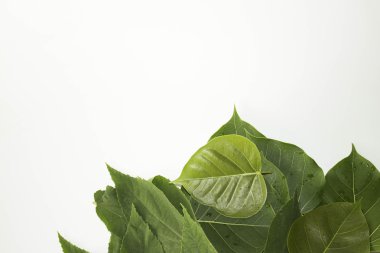 Yaprak yeşil kavram beyaz arka plan.