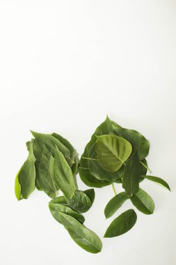 Yaprak yeşil kavram beyaz arka plan.