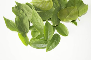 Yaprak yeşil kavram beyaz arka plan.