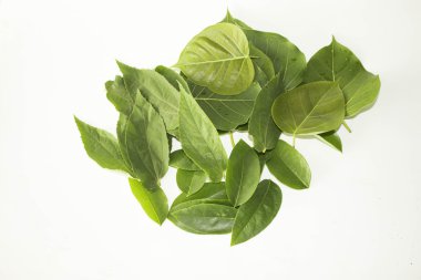 Yaprak yeşil kavram beyaz arka plan.