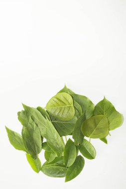 Yaprak yeşil kavram beyaz arka plan.