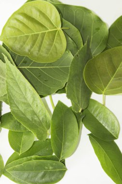 Yaprak yeşil kavram beyaz arka plan.