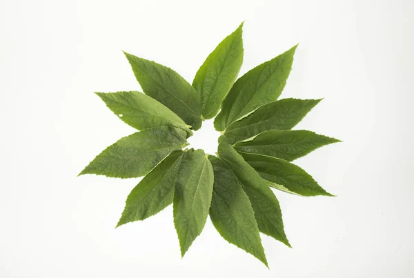 Leaf green concept white background. — Stock Photo, Image