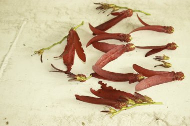 Eski ahşap Dipterocarpus intricatus kırmızı çiçekler.