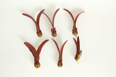 Beyaz bir arka plan üzerinde Dipterocarpus intricatus kırmızı çiçekler.