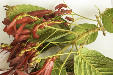 Beyaz bir arka plan üzerinde Dipterocarpus intricatus kırmızı çiçekler.