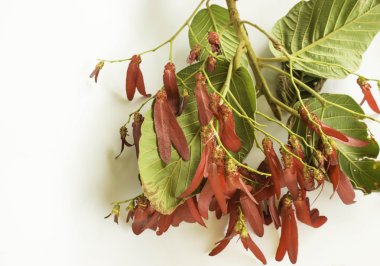 Beyaz bir arka plan üzerinde Dipterocarpus intricatus kırmızı çiçekler.