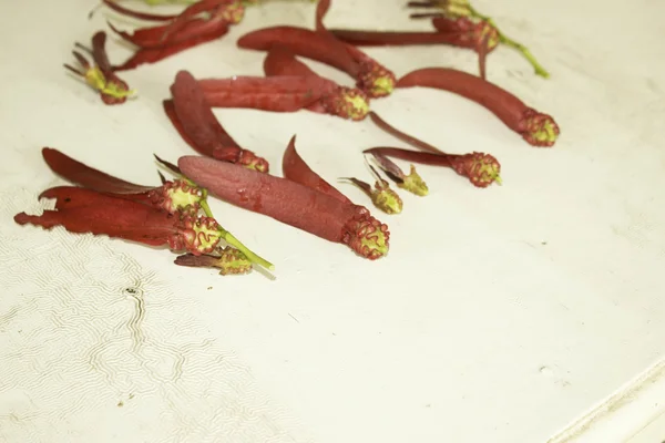 Dipterocarpus intricatus κόκκινα λουλούδια σε παλιό ξύλο. — Φωτογραφία Αρχείου