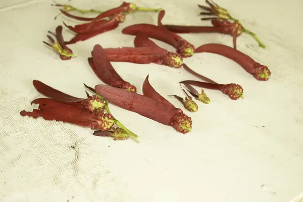 Dipterocarpus intricatus röda blommor på gammalt trä. — Stockfoto
