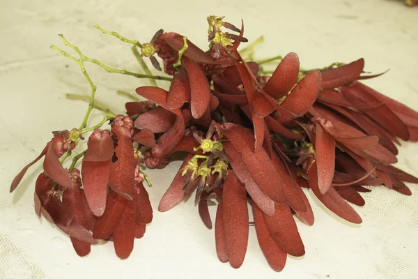 Dipterocarpus intricatus red flowers on old wood. — Stock Photo, Image