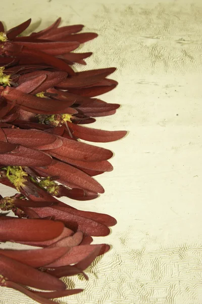 Dipterocarpus intricatus flores rojas sobre madera vieja . — Foto de Stock