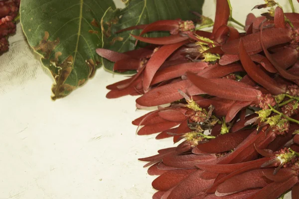 Dipterocarpus intricatus rode bloemen op oud hout. — Stockfoto