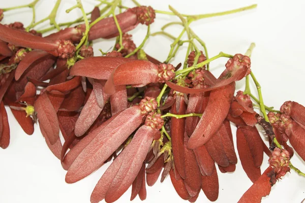 Dipterocarpus intricatus röda blommor på vit bakgrund. — Stockfoto