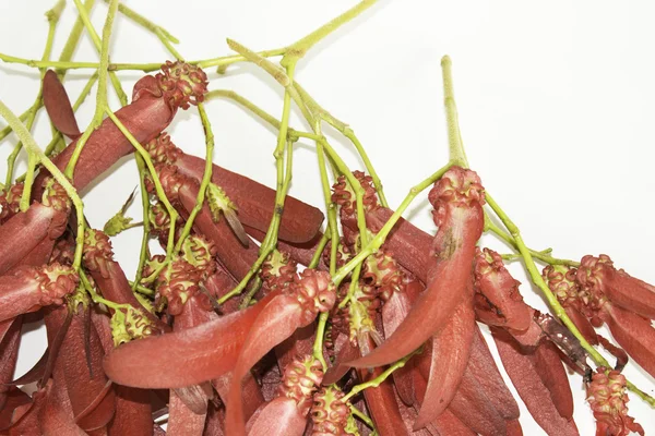 Dipterocarpus az éjszakát intricatus piros virágok fehér alapon. — Stock Fotó