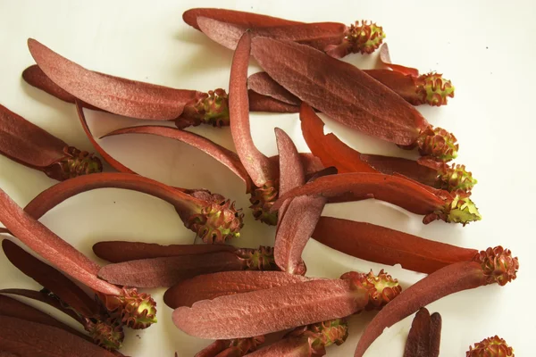 Dipterocarpus intricatus röda blommor på vit bakgrund. — Stockfoto