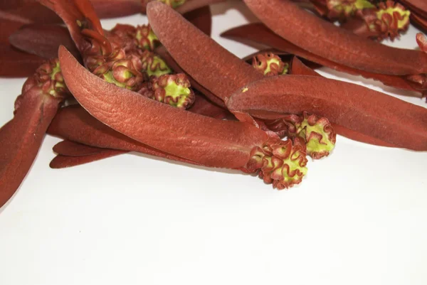 Dipterocarpus intricatus red flowers on a white background. — Stock Photo, Image