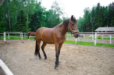Horse in the enclosure.
