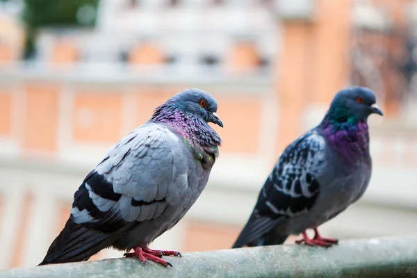 Schöne Taube aus nächster Nähe. — Stockfoto