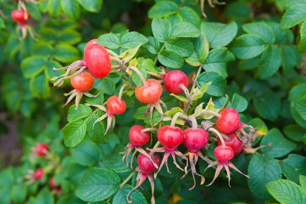 Les hanches de rose . — Photo