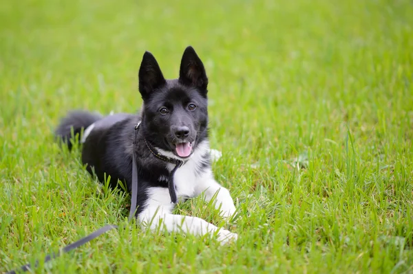 Puppy on the grass. — Stock Photo, Image