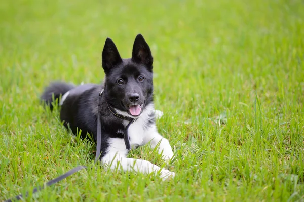köpek çim.