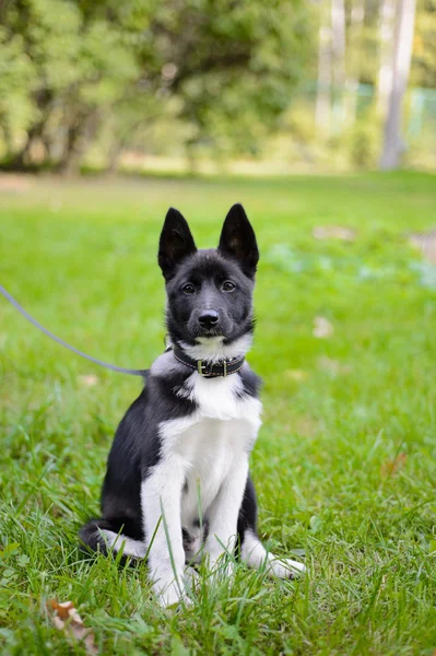 Laika Puppy on the grass, walk with the dog.