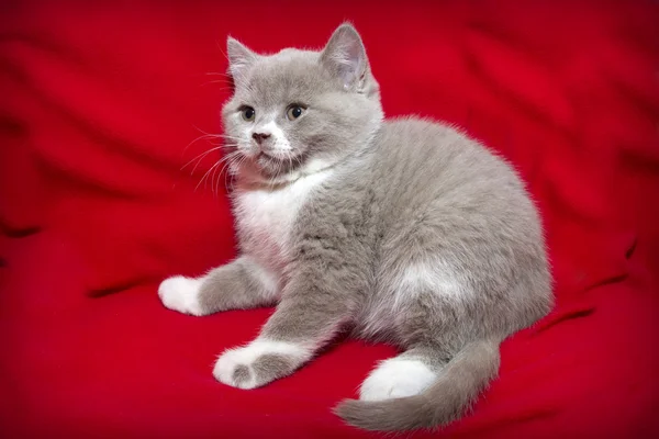 Kitten on a red background. — Stock Photo, Image