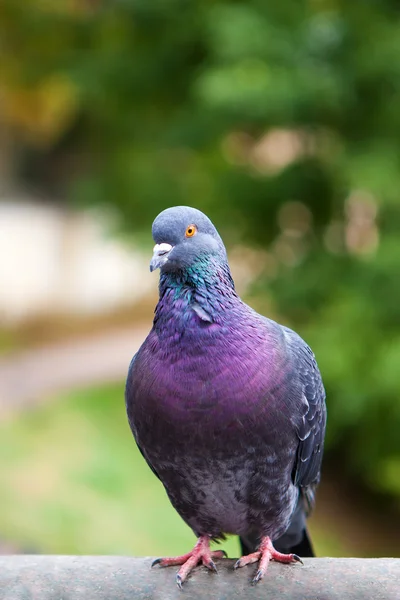 Schöne Taube aus nächster Nähe. — Stockfoto