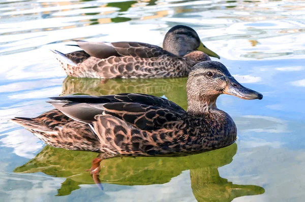 Anatre nuotare nel lago. — Foto Stock