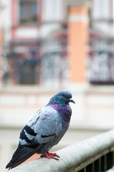 Graue Taube aus nächster Nähe. — Stockfoto