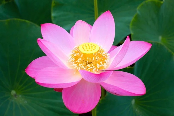Lotus çiçeği sembolü saflık.