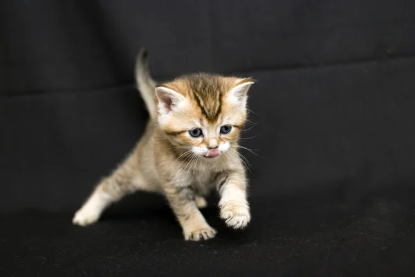 Gattino divertente su uno sfondo scuro . — Foto Stock