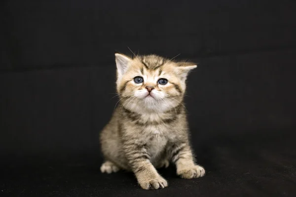 Funny kitten on a black background, — Stock Photo, Image