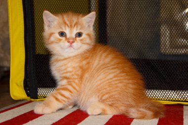 Şeftali çizgili tabby yavru kedi kırmızı tekir. 