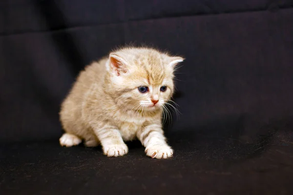 Piccolo gattino in drappeggio . — Foto Stock