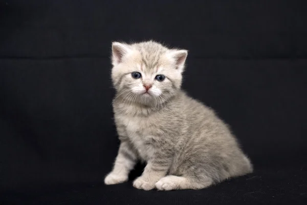 Minúsculo gatinho assustado em um fundo escuro . — Fotografia de Stock